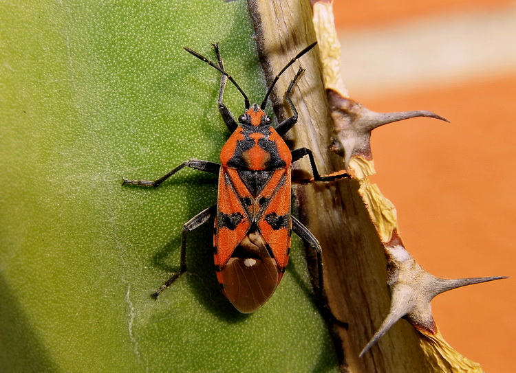 Spilostethus pandurus su Euphorbia